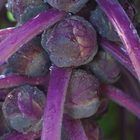 BRUSSELS SPROUT 'Redarling'