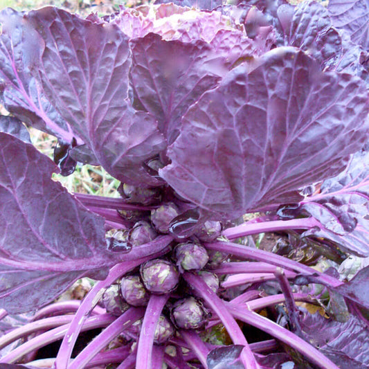BRUSSELS SPROUT 'Red Bull'