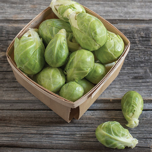 BRUSSELS SPROUT 'Dagan'