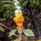 Buddleja tucumanensis --Butterfly Bush--