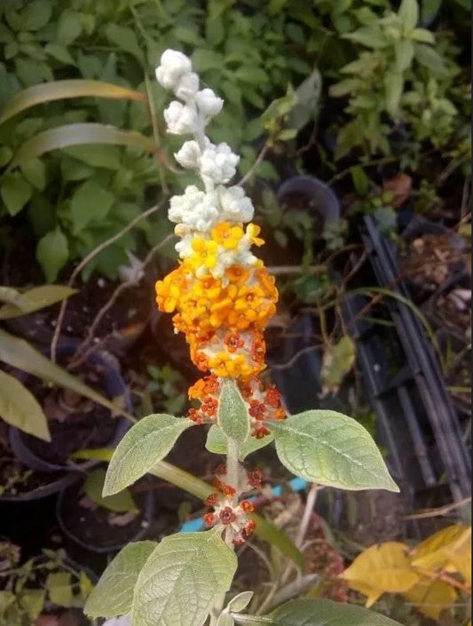 Buddleja tucumanensis --Butterfly Bush--