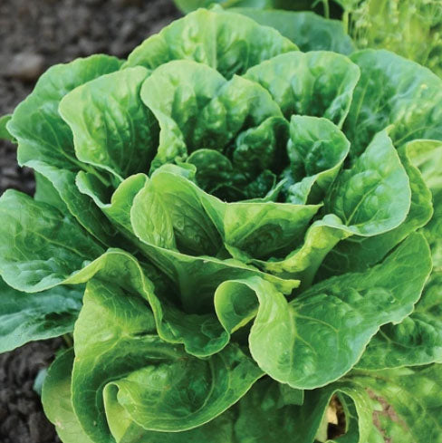 LETTUCE 'Bullet'