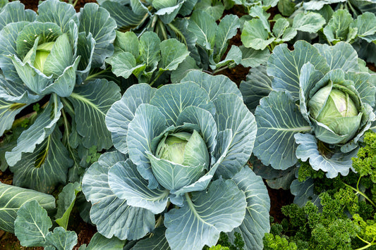 CABBAGE 'All Seasons'