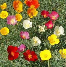 Eschscholzia californica --California Mix Poppy--
