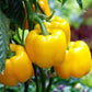 PEPPER 'Canary Bell'