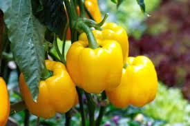 PEPPER 'Canary Bell'