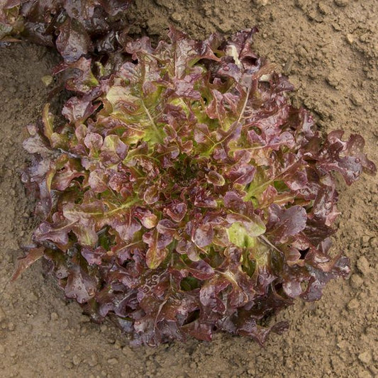 LETTUCE 'Cantarix'