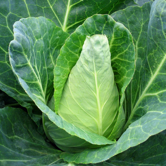 CABBAGE 'Caraflex'
