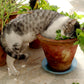CATNIP --Nepeta catana--