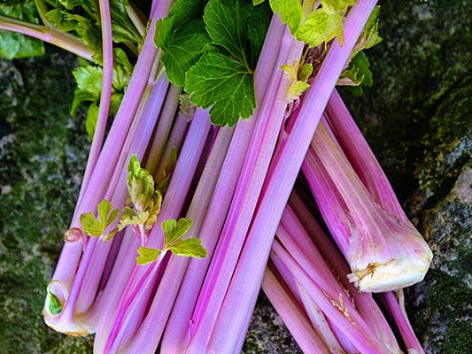 CELERY 'Chinese Pink'
