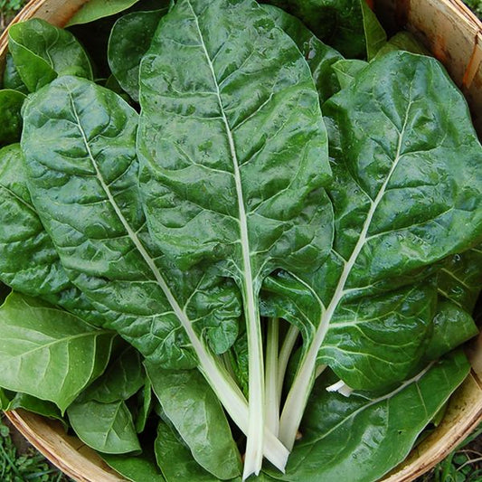 CHARD 'Fordhook Giant'