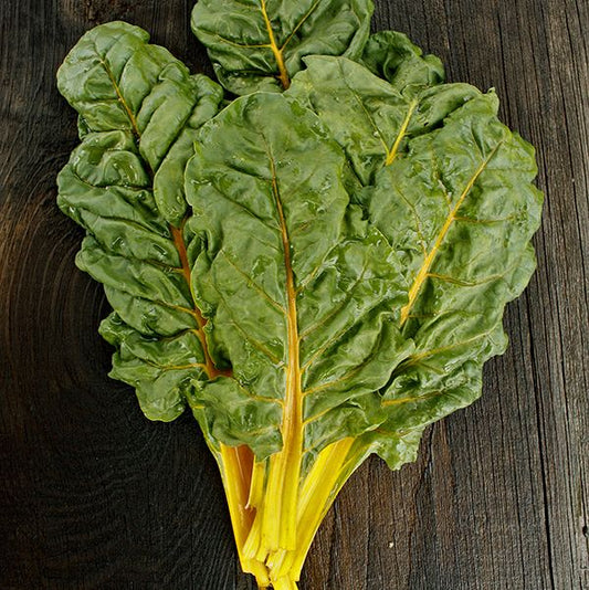 CHARD 'Orange'