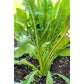 DANDELION GREENS 'Italian Chicory' --Chicoria catalogna--