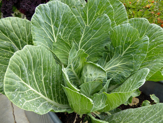 COLLARDS 'Vates'