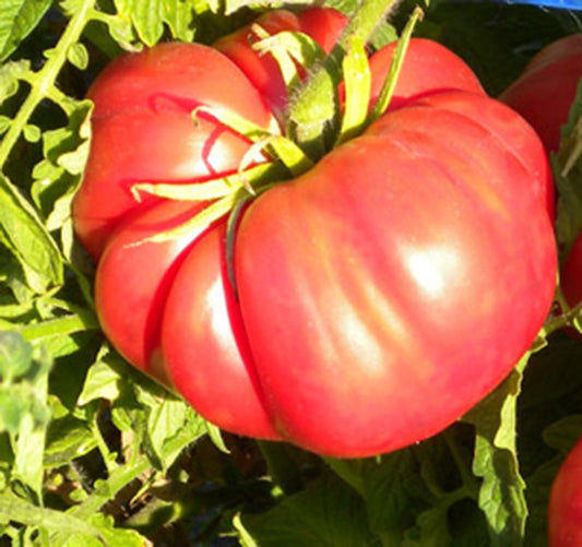 TOMATO 'Cosmonaut Volkov'