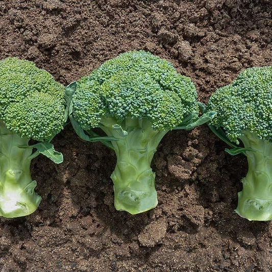 BROCCOLI 'Covina'