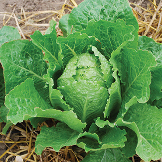 LETTUCE 'Crisp Mint'