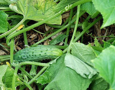 CUCUMBER 'Cross Country' - Plant Delivery Taylor – Lone Star Nursery