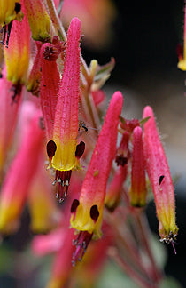 Cuphea cyanea --Ashevilla Pink Cigar Plant--