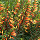 Cuphea micropetala --Candy Corn Plant--