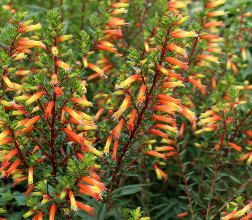 Cuphea Micropetala Candy Corn Plant LoneStar Nursery Lone Star Cuphea micropetala candy corn plant lonestar nursery lone star