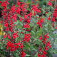 Salvia darcyi --Darcy's Mexican Sage--