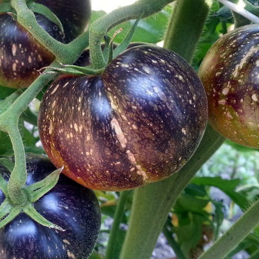 TOMATO 'Dark Galaxy'
