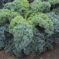 KALE 'Darkibor'