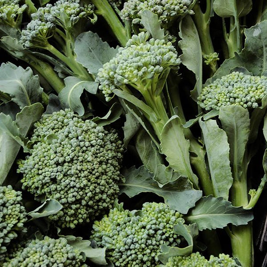 BROCCOLI 'De Cicco'