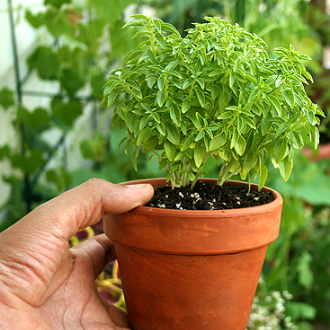 BASIL 'Greek Globe' --Ocimum basilicum 'Minimum'--