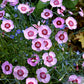 Dianthus plumarius 'Thea Mary'