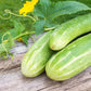 CUCUMBER 'Double Yield'