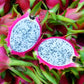 DRAGON FRUIT 'Vietnamese White' --Hylocereus undatus--