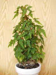 Small begonia plant, similar in shape to a bansai tree.