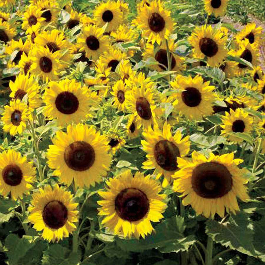 SUNFLOWER 'Sunspot Dwarf'