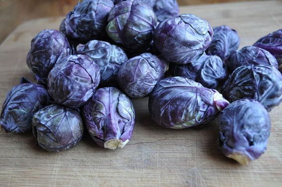 BRUSSELS SPROUT 'Falstaff Red'