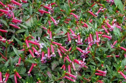 Cuphea ignea x angustifolia --Starfire Pink Cigar Plant--