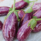 EGGPLANT 'Listada di Gandia'