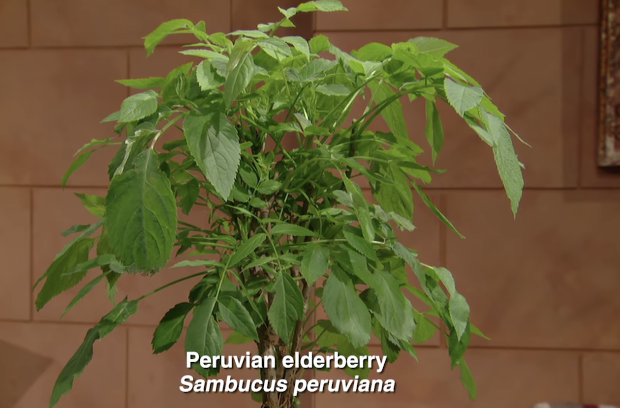 ELDERBERRY 'Peruvian' --Sambucus peruviana--