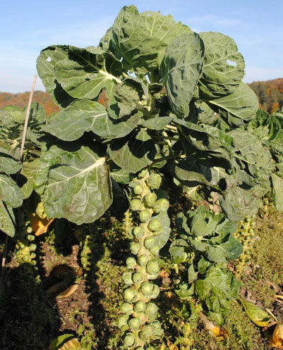 BRUSSELS SPROUT 'Elite'
