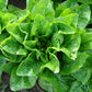 LETTUCE 'Emerald Fan'