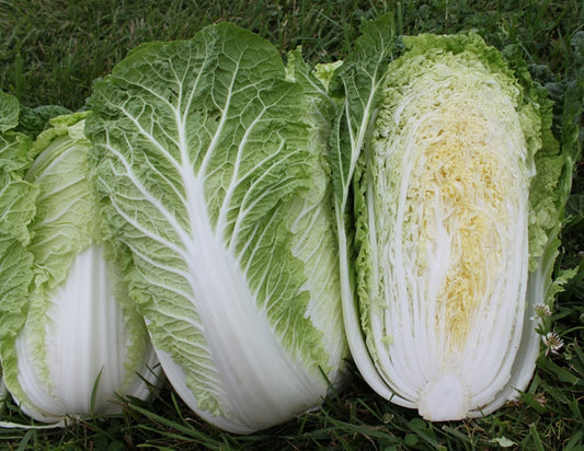CABBAGE 'Emiko Napa'