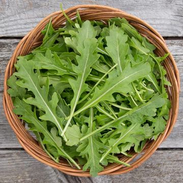 ARUGULA 'Esmee' --Eruca vesicaria--