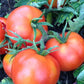 TOMATO 'Extreme Bush'