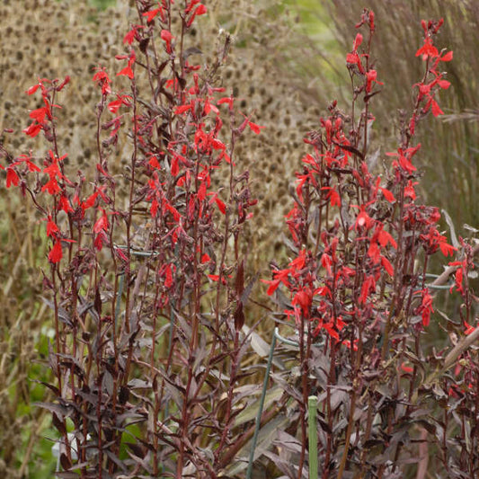 Lobelia fulgens --Queen Victoria Cardinal Flower--
