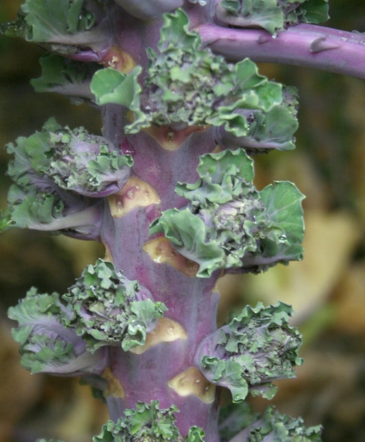 BRUSSELS SPROUT 'Fall Stars'