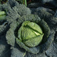 CABBAGE 'Famosa'