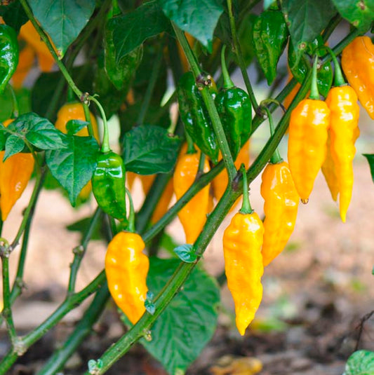 PEPPER 'Fatalii'