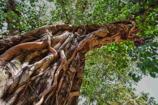 Ficus religiosa --Bodhi Tree--