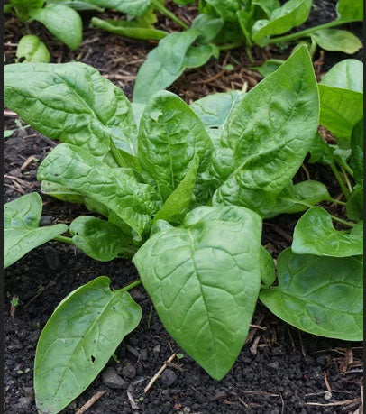 SPINACH 'First Harvest'